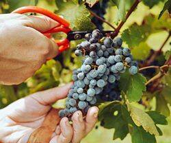Las manos del viñador cortan las uvas.