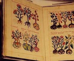 Dibujos del Códice Cruz-Badiano, ejemplo de botánica médica del siglo XVI
