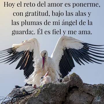 Hoy el reto del amor es ponerme, con gratitud, bajo las alas y las plumas de mi ángel 