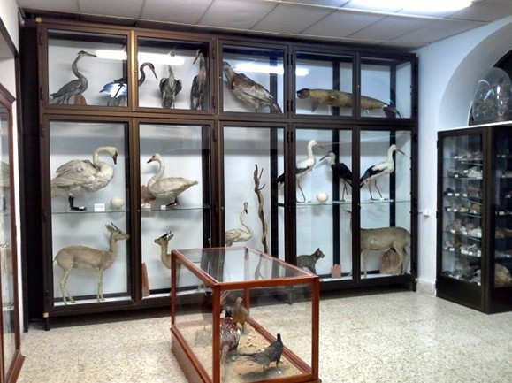 Animales de la colección de zoología perteneciente en la actualidad al Colegio Alfonso XII (Imagen A.V. Carrascosa).