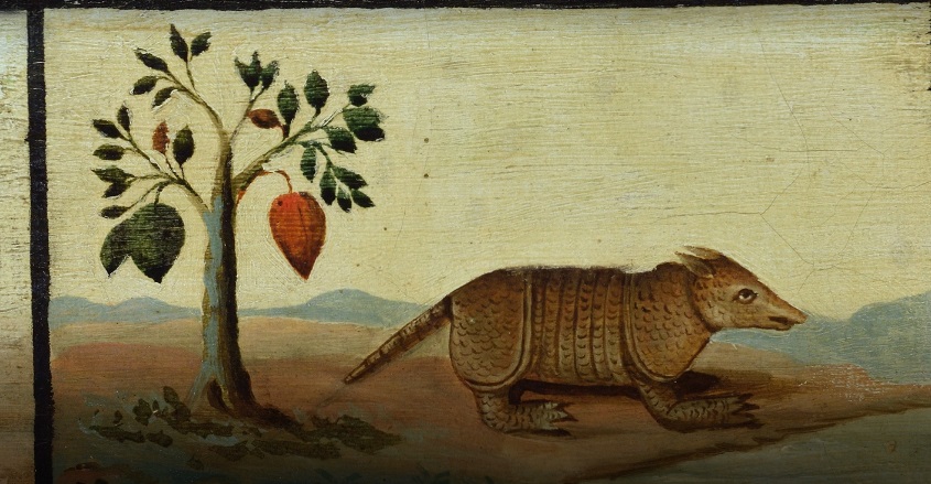 Un armadillo o animal similar en el Cuadro de Perú de 1799 que se exhibe en el Museo de Ciencias Naturales en Madrid