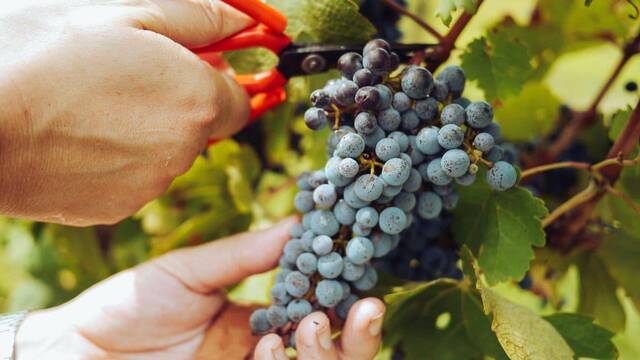 Las manos del viñador cortan las uvas.