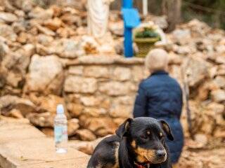 ¿Qué pasa con los perros en Medjugorje?