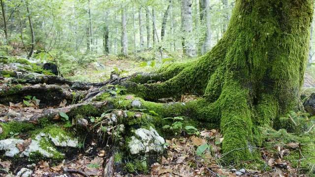 Árbol en un bosque, con fuertes raíces.